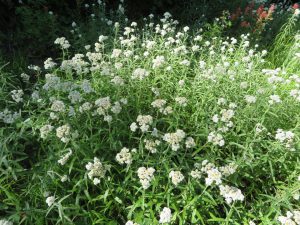 Pearly everlasting blooms along Antley Tepee Cr Trail No. 106, Aug 4, 2019 - W. K. Walker