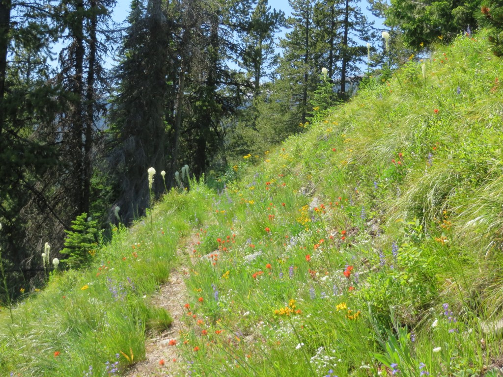 Trail 2 - Wildflowers
