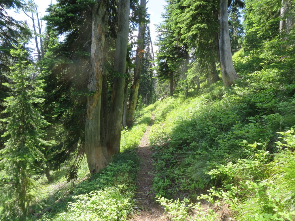 Trail 2 - Nearing Coal Ridge