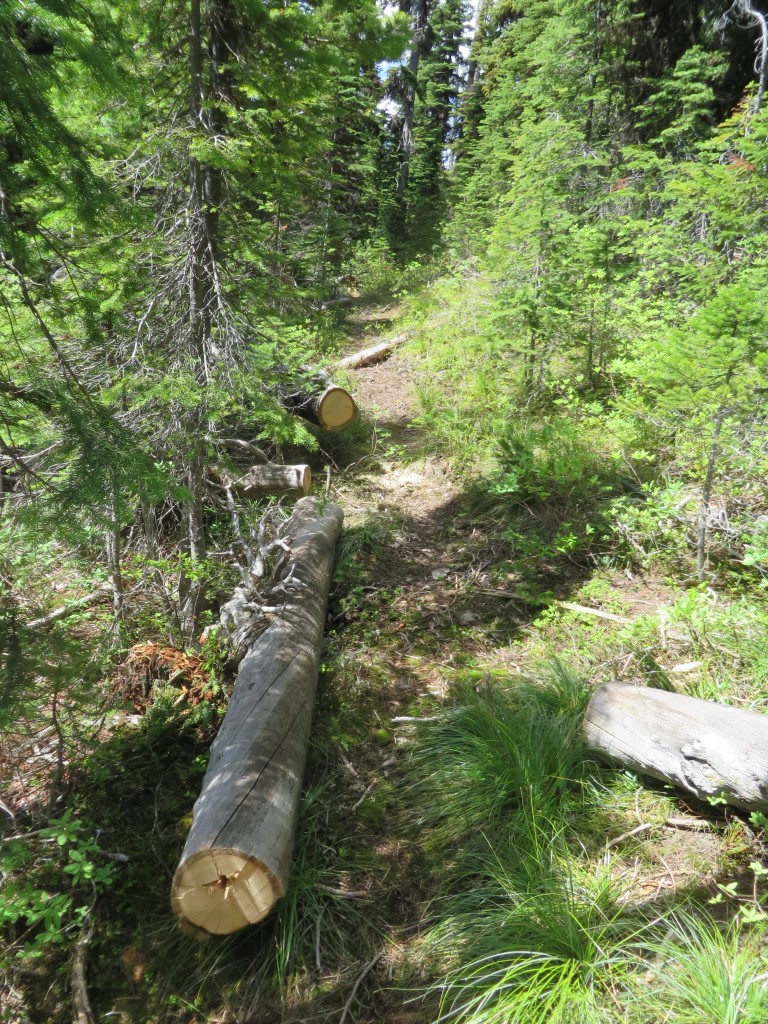 Trail Clearing with a 'Silky' Saw