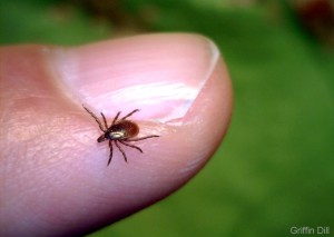 Deer Tick, Adult Female - UMaine Cooperative Extension-Griffin Dill