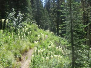 Whitefish Divide Trail (T26) near T3 intersection, July 12, 2017 - W. K. Walker