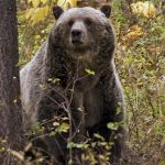 Sow grizzly bear spotted near Camas in northwestern Montana. - Montana FWP