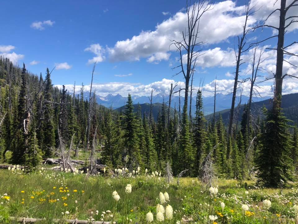 Wildflowers along Moran Creek Trail #2, July 18, 2020 - Madelon Martin