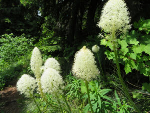 Beargrass along Moran Basin Trail No 2, June 18, 2025 - W. K. Walker