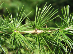 Western larch leaves