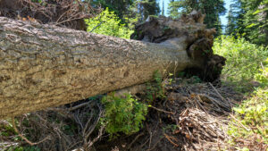 Downfall across Chain Lakes Trail No 377, July 11, 2026 - from below - W. K. Walker